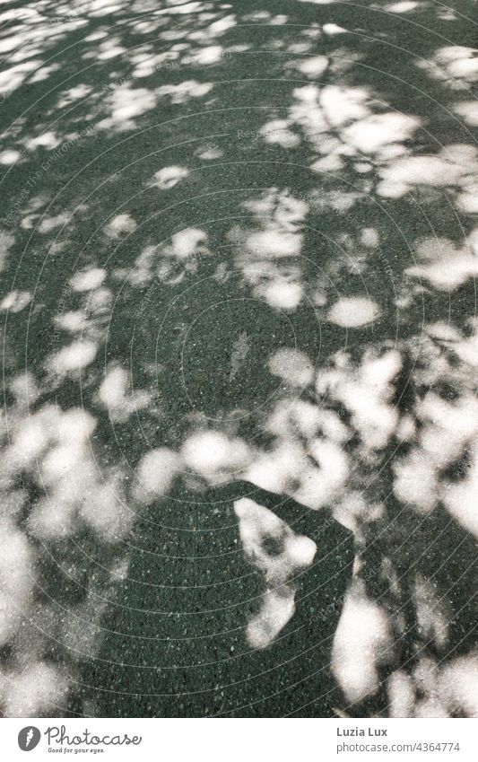 Shadow play... the photographer stands on a path under trees, in bright sunshine Bright Light Summery Sunlight Exterior shot Deserted Day Contrast Summertime