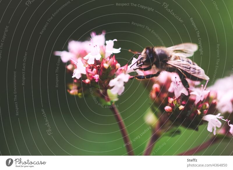 busy bee collects nectar and pollen on oregano flowers Sprinkle pollinator Bluetenbestaeuber Oregano Blossom blood dusting Bee Honey bee Forest Bee floral scent