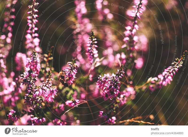 the heather blooms Heathland heather blossom Honey Scent broom heathen haiku heather bush calluna calluna vulgaris naturally purple pink Pink brownish pink