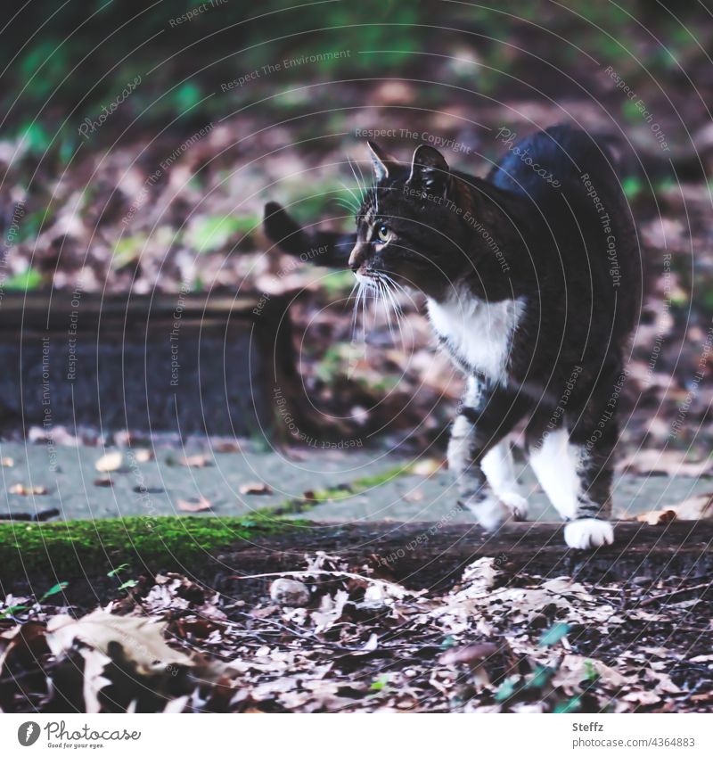 Kitty on patrol Cat Domestic cat squeeze pussycat cat picture Cat's Nest Pet cat photo Watchfulness turf District explore Cute vigilantly Headstrong In transit