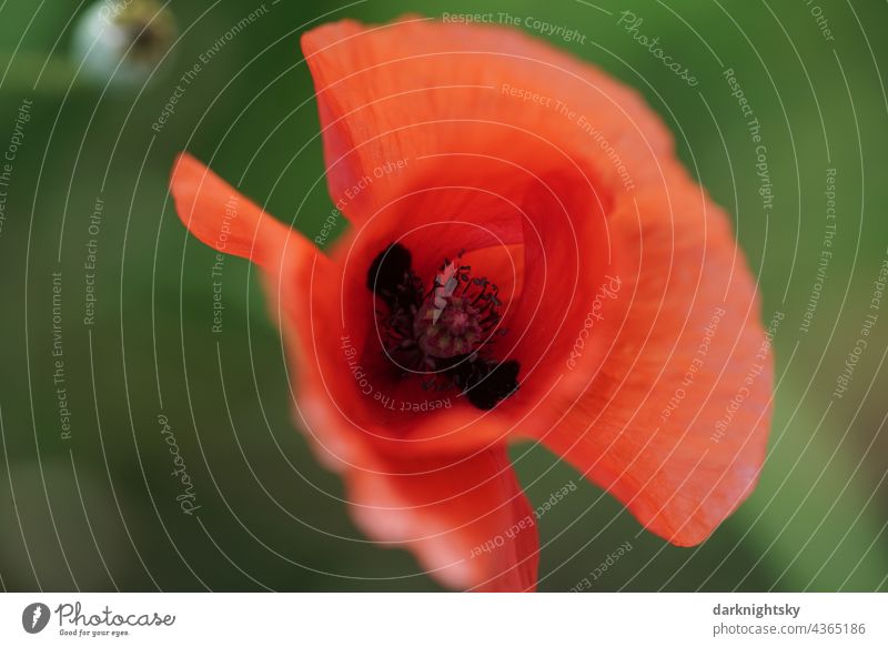 Corn poppy, Papaver Rhoeas in detail with the inside of the flower and green blurred background papaver rhoeas shallow depth of field isolatedflower