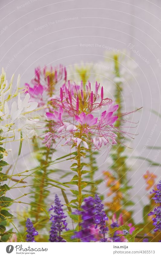 Colourful flowers variegated floral Plant Nature Blossom Flower naturally pretty Garden Summer Close-up pink purple blossoms Blossoming Violet Bouquet