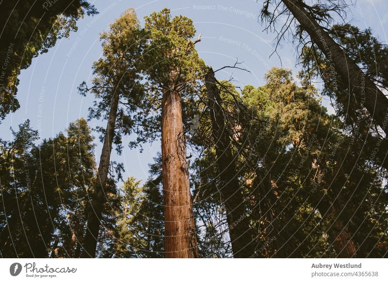 giant sequoia trees adults america california culture destination exploration explore exploring forest fresh hiker hiking holiday landscape meadow mountain muir