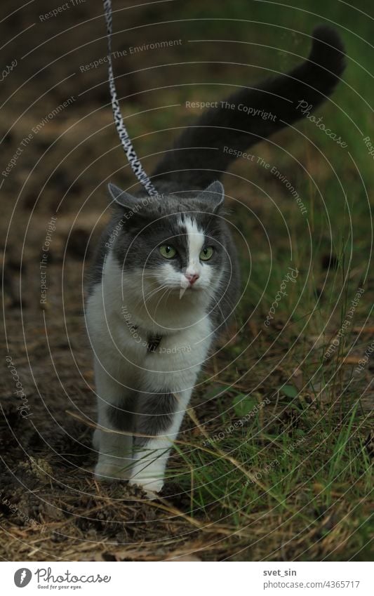 A beautiful smoky cat with a confidently raised tail walks on a harness along a forest path dotted with pine cones and listens to forest rustles. Portrait of a gray-white cat with green eyes walking on a leash in a summer forest.