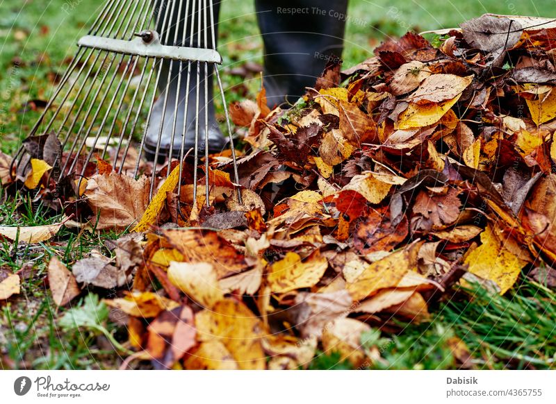 Woman raking pile of fall leaves at garden with rake autumn backyard clean cleanup gardening yardwork close-up colorful equipment foliage grass green heap job