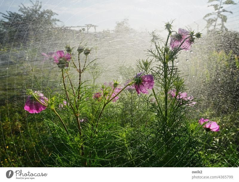 Once again Cosmea Cosmea flower Damp Drops of water Water Wet Rain Spring Plant Garden Shower Growth Macro (Extreme close-up) Deserted Nature Summer Idyll