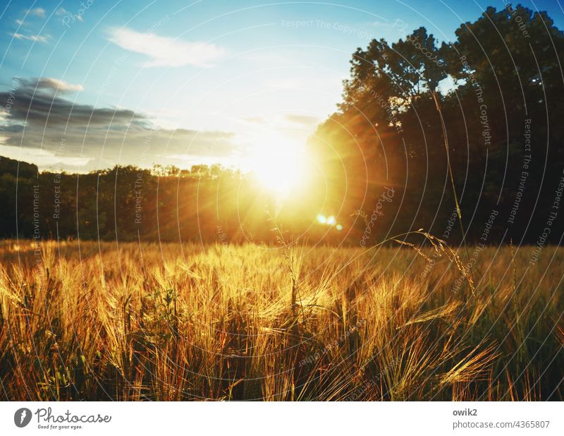 rural Barleyfield Grain field Idyll Colour photo Warmth Glittering Near Illuminate Field Landscape Plant Nature Environment Beautiful weather Agricultural crop