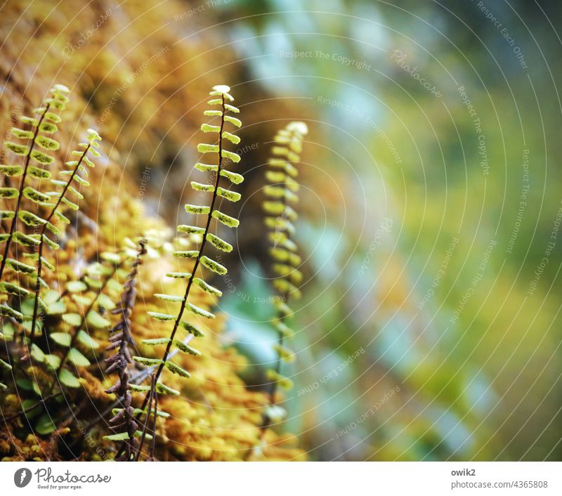 fern Nature Environment Bushes Plant Small Multicoloured Sunlight Exterior shot Woodground Leaf Colour photo naturally Close-up Macro (Extreme close-up)