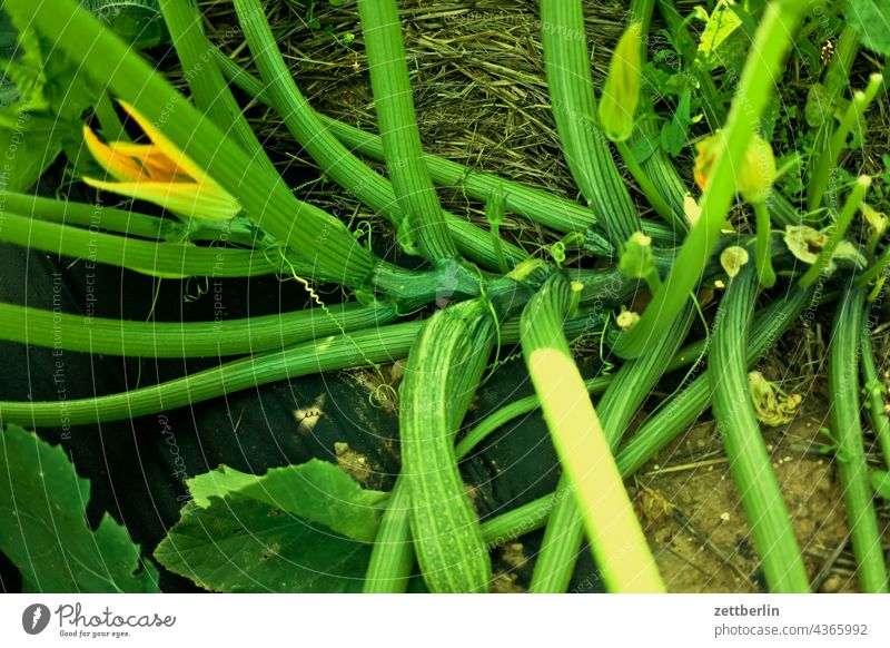 zucchini Relaxation awakening Garden allotment Garden allotments bud Deserted Nature Plant tranquillity Holiday season Garden plot shrub Copy Space