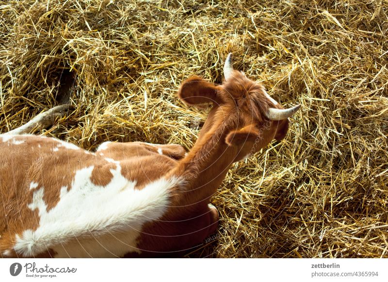 Cow from the bird's eye view Dairy cow Animal Barn Straw Keeping of animals Cowshed Sit animal welfare animal husbandry demeter Farm Courtyard