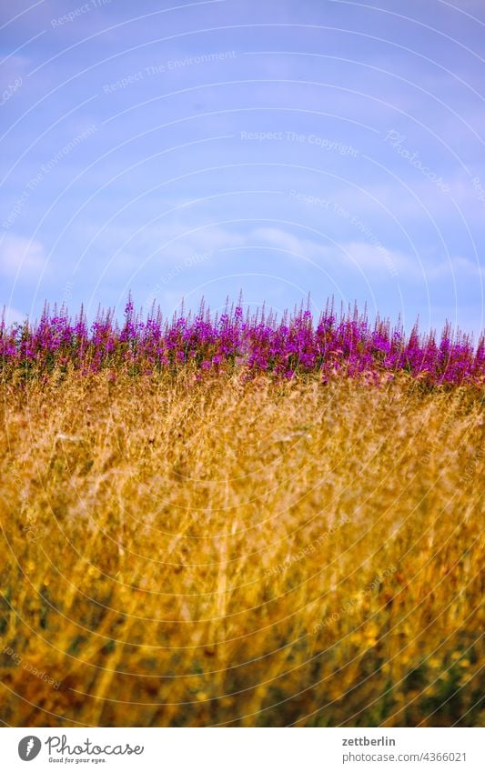 Sky, heather and meadow again Germany Village holidays Hesse idyll Small Town Landscape Agriculture Nordhessen Summer fresh from the summer vacation Forest