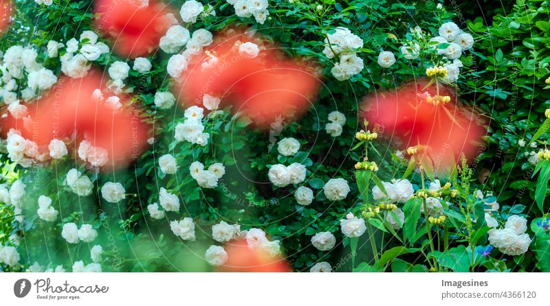 Spring flowers wide panorama banner with fabulous blooming pink rose flowers, summer fantasy garden, blurred sunny bright red poppies in front. abstract garden landscape