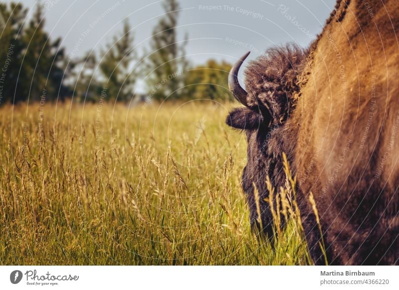 Following the bison on a summer meadow in Yellowstone National Park buffalo yellowstone national park wild wyoming nature close backside viewpoint wildlife