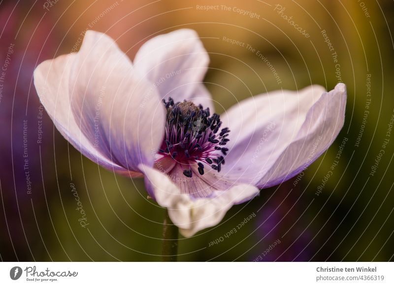 Close-up of a single flower of anemone, garden anemone, crown anemone, Anemone coronaria Poppy anenome Violet Blossom Flower Crowfoot plants Blossoming 1 Garden