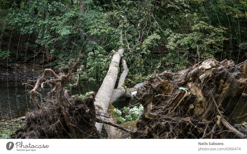 two big ash trees fallen over the small river in Latvia. After strong wind and storm trees are broken. Roots, trunks and branches with green leaves laying on water