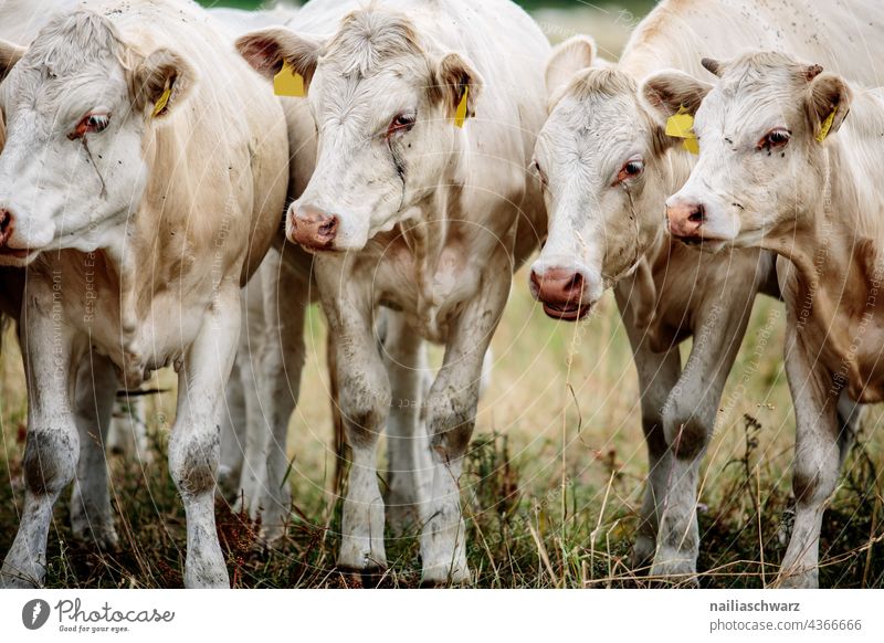 Calves Calf Meadow Agriculture Animal Mammal Farm animal Cow Herd Group of animals Curiosity youthful young animal Cute Species-appropriate