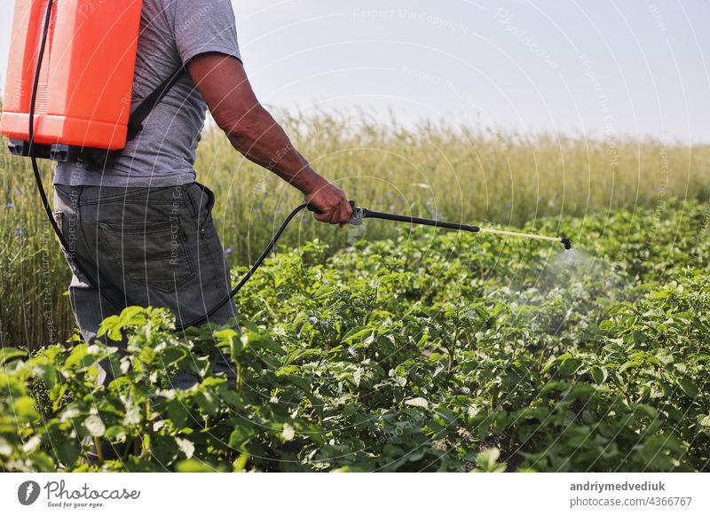 A farmer with a mist sprayer treats the potato plantation from pests and fungus infection. Use chemicals in agriculture. Agriculture and agribusiness. Harvest processing. Protection and care