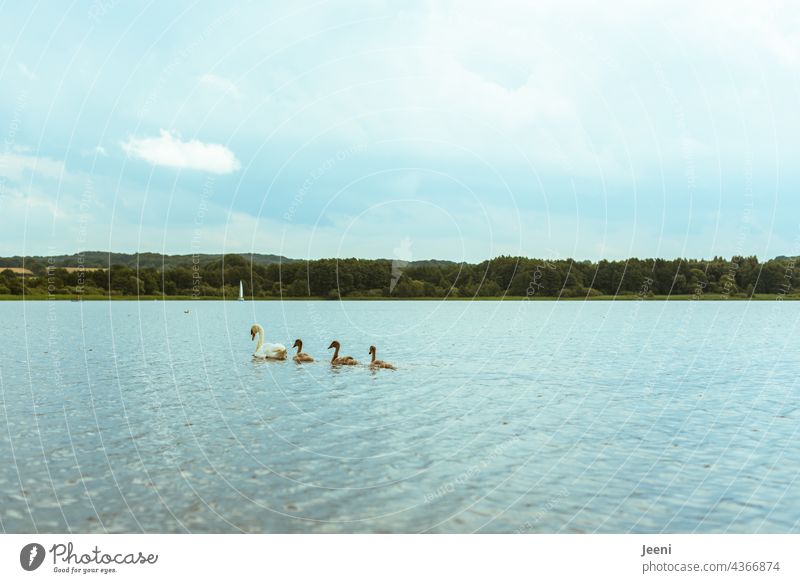 Animal family happiness Swan swans be afloat Lake Bird White Water Nature pretty Pride Swan Lake Elegant swan family Family Domestic happiness Summer