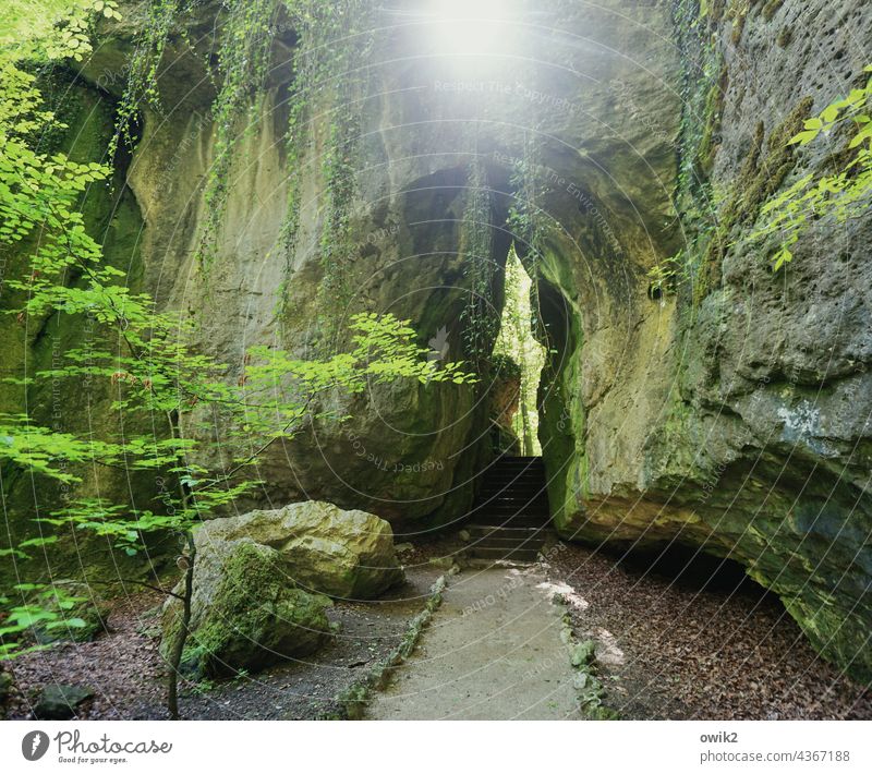 Sanspareil rock Forest trees Branches and twigs Deserted Granite Canyon Lonely Steep Exterior shot Nature tower Day Dismissive Tree Tall Steep face