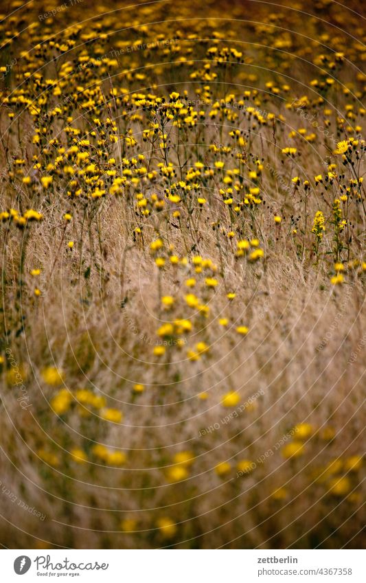 Meadow in late summer Germany Village holidays Hesse idyll Small Town Landscape Agriculture Nordhessen Summer fresh from the summer vacation Forest Willow tree