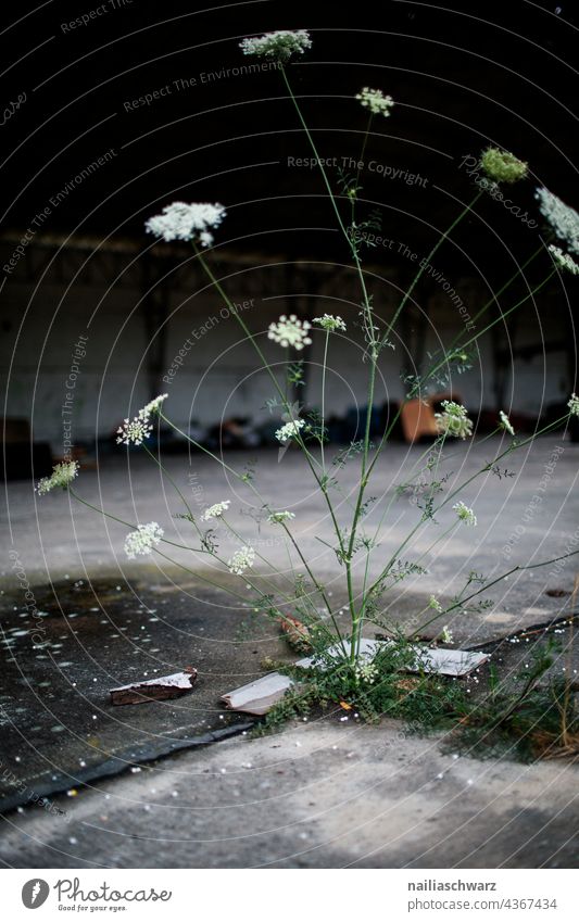 Transience. Plant Flower hogweed forsake sb./sth. abandoned building Ruin Nature Experiencing nature Manmade structures Shabby Ripe for demolition Past