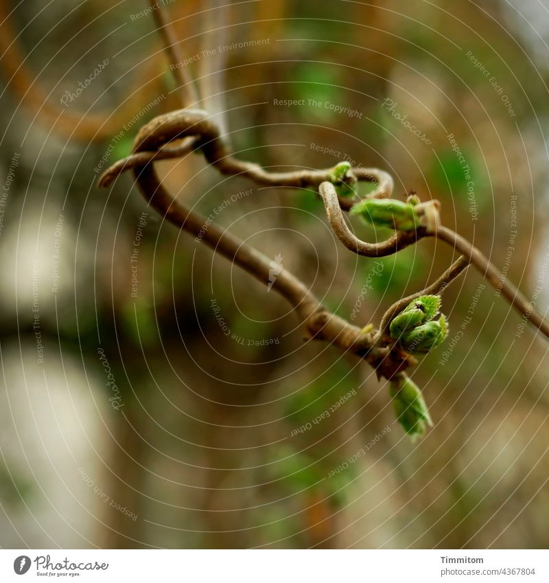 Sometimes it's really convoluted though! Plant Nature out buds Leaf bud Leaf green confused gobbled Spring Shallow depth of field Growth Environment Deserted