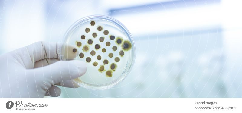 Scientist growing bacteria in petri dishes on agar gel as a part of scientific experiment. analysis analyze bacteriology bacterium biochemistry biological