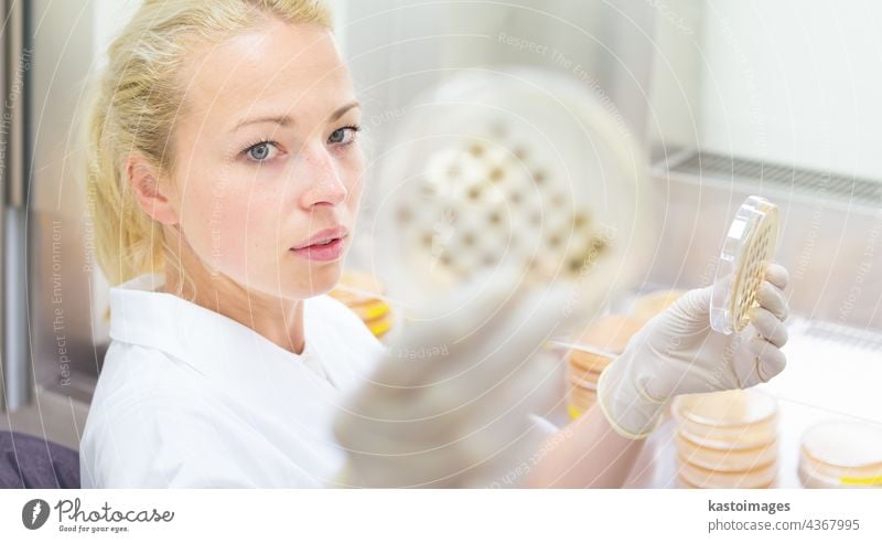 Scientist observing petri dish. Ebola agar analysis analyzing bacteria biotech biotechnology biotecnology clinic coat develop discover doctor drug equipment