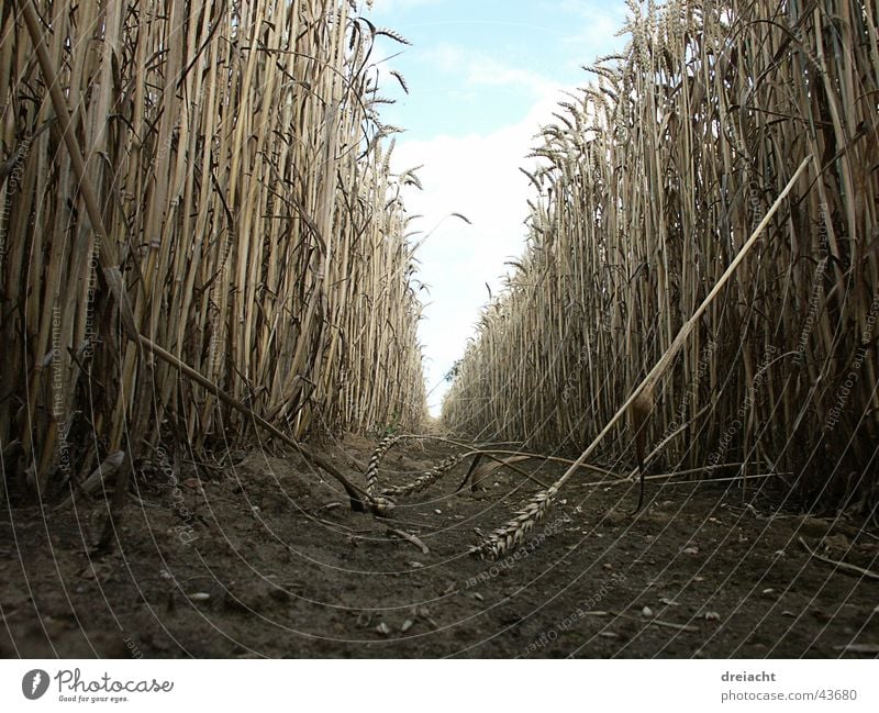 dirt road Blade of grass Field Summer Clouds Grain Lanes & trails Sky Earth