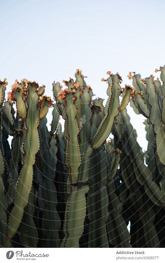 Green candelabra tree against sky succulent green fruit grow plant blue sky natural euphorbia candelabrum summer nature bright fresh environment flora season