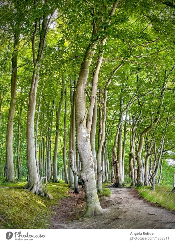 Forest with deciduous trees on the German Baltic coast Magic Mysterious Landscape naturally Tree Environment Nature Wilderness woodland background Green Germany