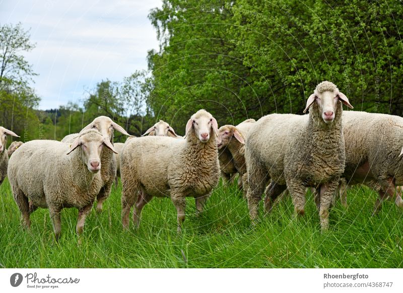 Flock of sheep maintaining the landscape on the green belt Sheep Shepherd Green Band Grass Thuringia Hesse grasses Willow tree To feed Rural conservation Nature