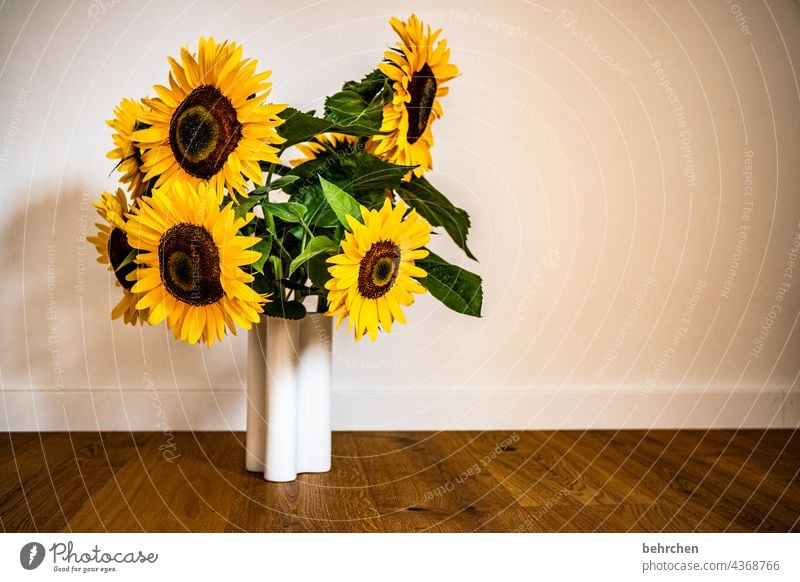 flowery sunday plants Living room Parquet floor Vase Sunflower Splendid Sunlight pollen Warmth Environment Blossom leave luminescent Flower blossom beautifully