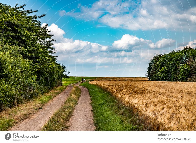 new year - new ways Harvest endless wide Ecological Agricultural crop Growth Wheatfield Landscape Agriculture Grain Barley Rye Hiking Sky Clouds Summer Field