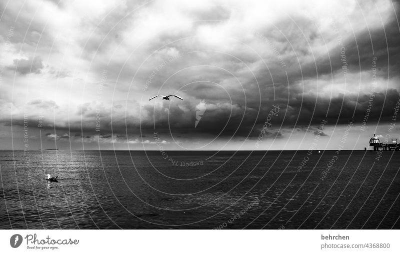 two seagulls, one flying, one swimming Dramatic Usedom Black & white photo birds Freedom wide Wanderlust Longing Idyll Water Waves Nature Clouds Sky Baltic Sea