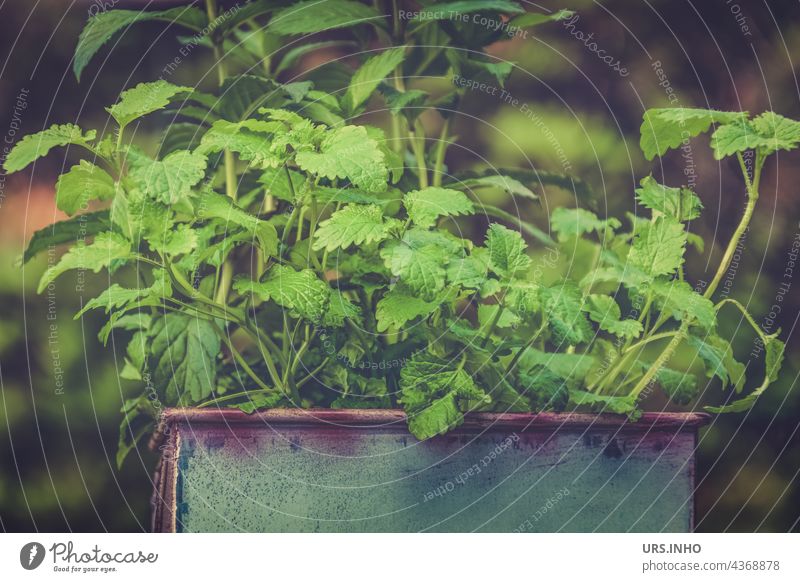 in the pot grows the fresh mint for the tea Mint Tea herbs Plant Herbs and spices Healthy Drinking Green Pot do gardening Pot plant Tin salubriously Spicy