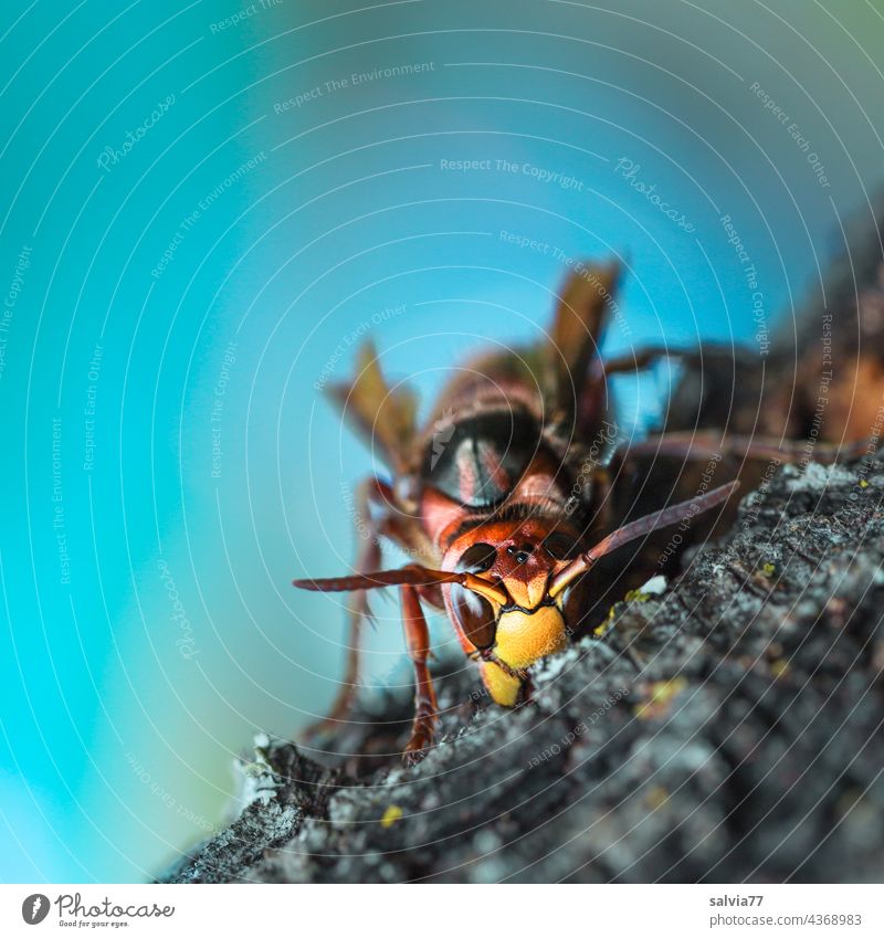 Wood Processing hornet wasp Insect Macro (Extreme close-up) Nature Animal Shallow depth of field 1 Animal portrait Close-up Deserted Feeler Compound eye