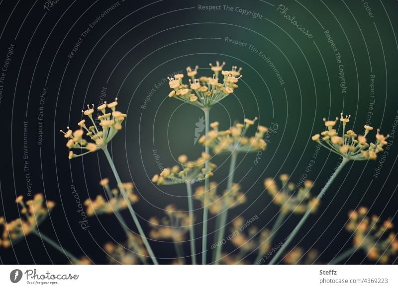 Dill waits for rain Dill blossom Anethum Cucumber herb Fish flavoring anethum graveolens dill umbels July heyday medicinal plant organic Organic herbaceous