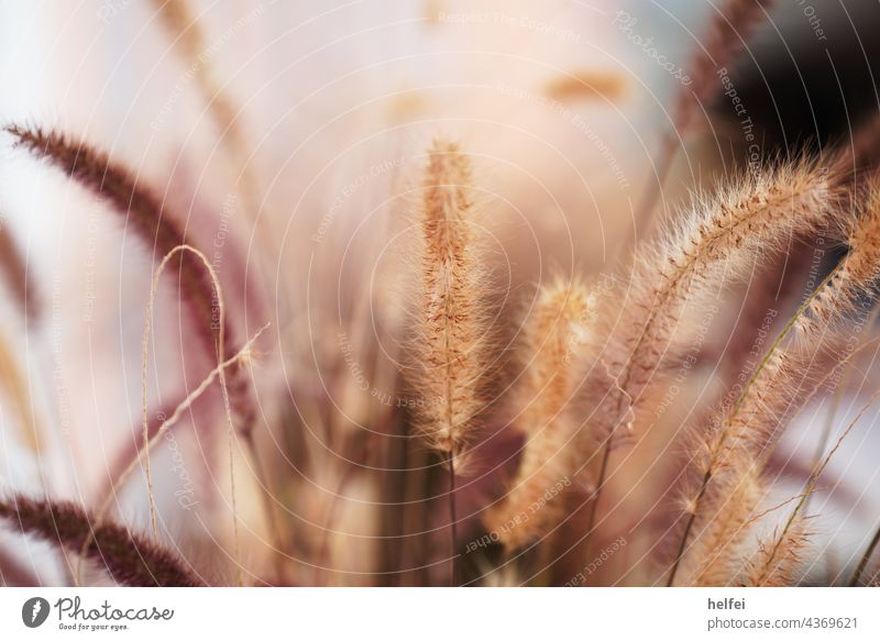 Flowering grass backlit Grass Back-light Meadow Summer Sunlight Nature Plant grasses Beautiful weather Exterior shot naturally Deserted Wild plant