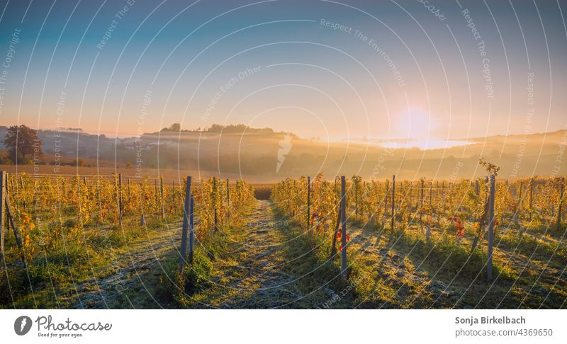 Golden autumn morning in the vineyard golden golden autumn golden october autumn sun Panorama (Format) Sky warm Panorama (View) golden hour Europe Romance