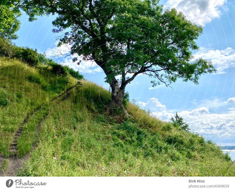 Hiking trail along the Little Belt in Denmark Tree path Nature Landscape Lanes & trails off To go for a walk Exterior shot Relaxation Footpath Deserted