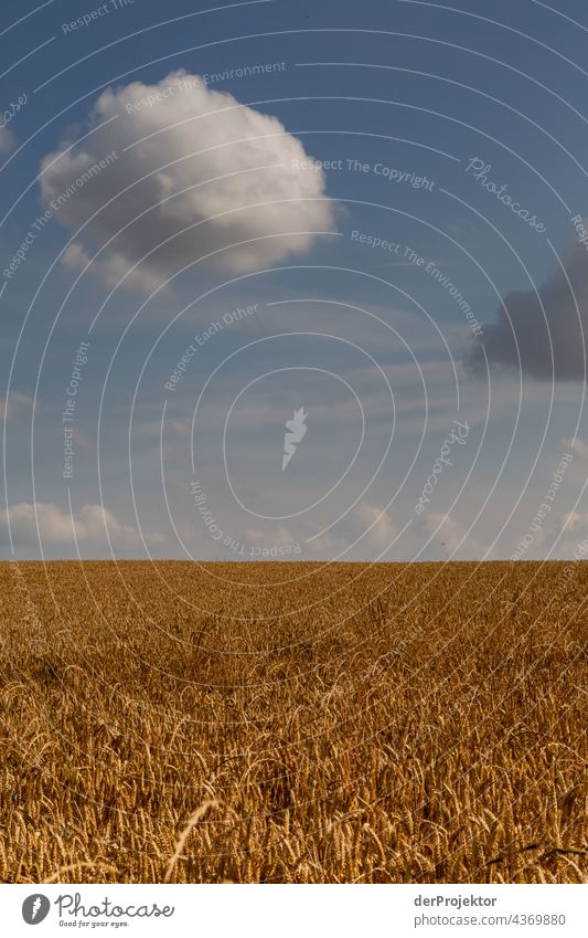 Field with cloud on a peninsula in Denmark Experiencing nature Joie de vivre (Vitality) Subdued colour Abstract Pattern Structures and shapes Copy Space left