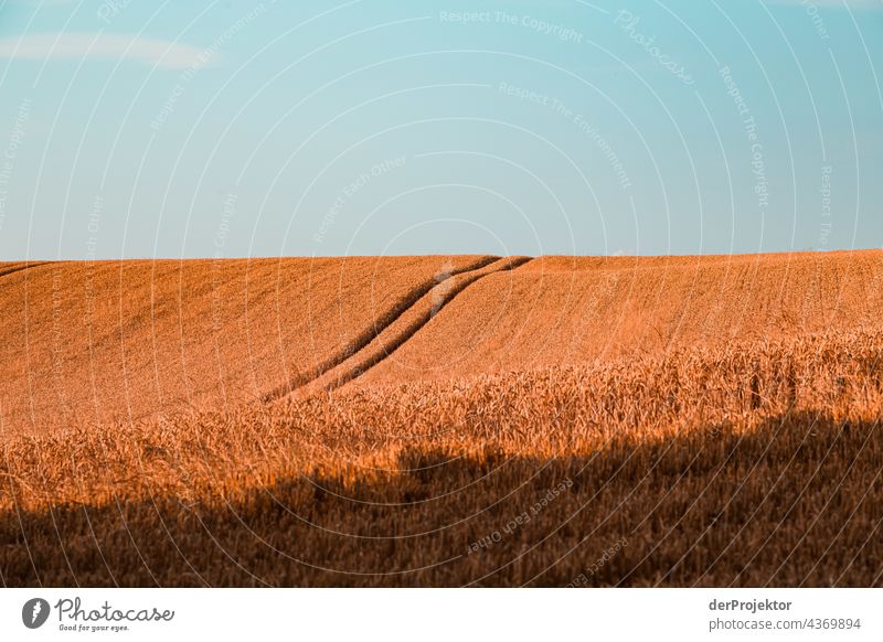 Field on a peninsula in Denmark Experiencing nature Joie de vivre (Vitality) Subdued colour Abstract Pattern Structures and shapes Copy Space left