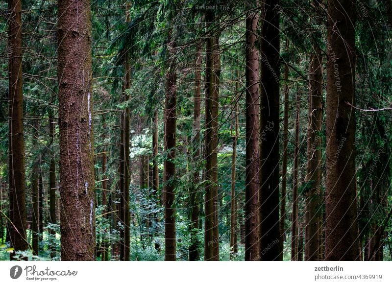 Coniferous forest / high forest Germany Village holidays Hesse idyll Small Town Landscape Agriculture Nordhessen Summer fresh from the summer vacation Forest