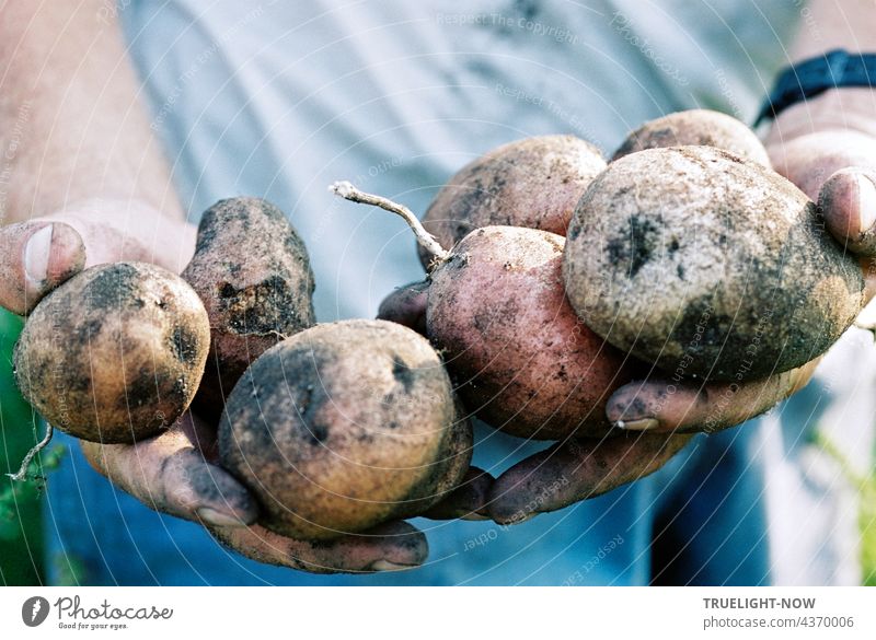 Potatoes very fresh. Organic from Mother Earth. Happy the farmer. organic Biological Agriculture Demeter Harvest Fresh food Nature naturally salubriously