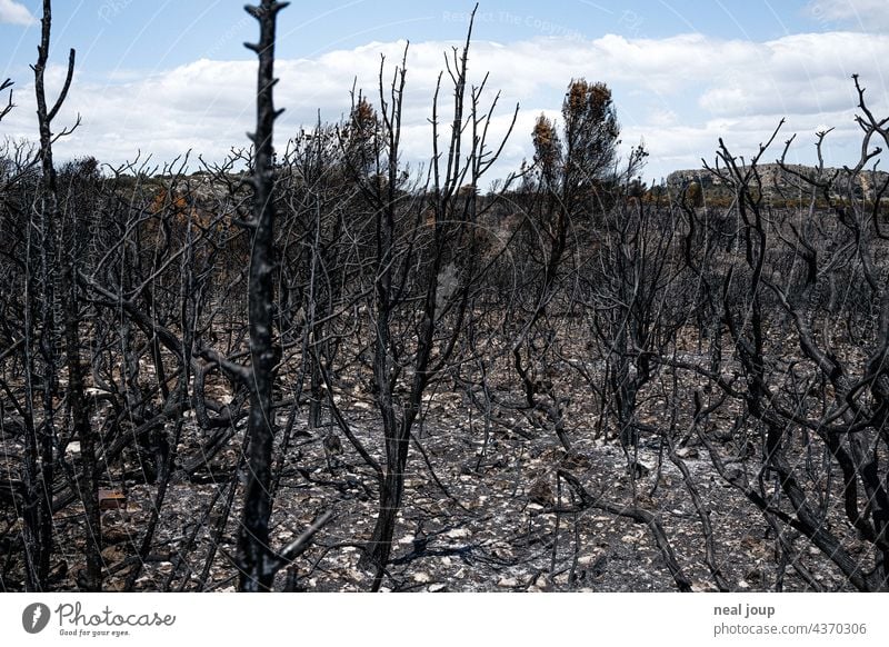 Charred trees and scrubland after forest fire Forest fire Nature Tree Fire Environment Exterior shot Deserted Landscape Blaze Burnt Gray Black Blue sky Wood Hot