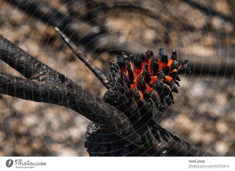 Charred pine cone after forest fire Forest fire Nature Tree Fire Environment Exterior shot Deserted Landscape Blaze Burnt Gray Black Blue sky Wood Hot ardor