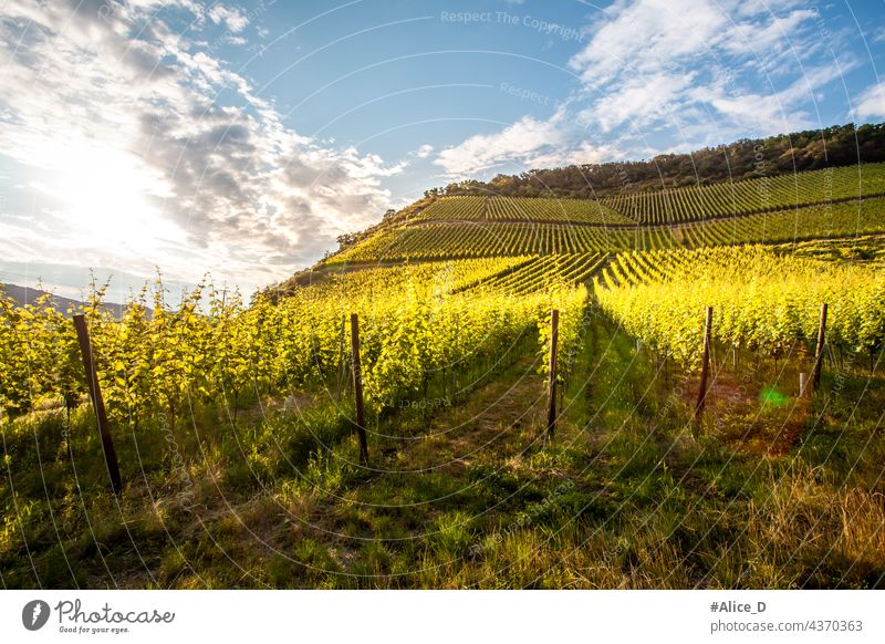 wine hilly landscape on the rheinsteig hiking trail in Hammerstein hammerstein tourism field colorful scenery blue sky recreation grapevines german wine