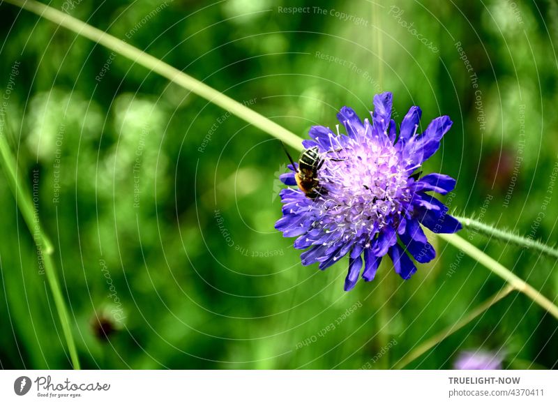 The purple scabiosa blossom in the flowering meadow shone so enticingly that the little bee had to burrow headlong into it and completely forget the world around her.