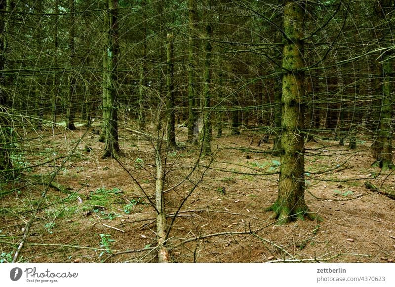 Coniferous forest in the Rhön Germany Village holidays Hesse idyll Small Town Landscape Agriculture Nordhessen Summer fresh from the summer vacation Forest